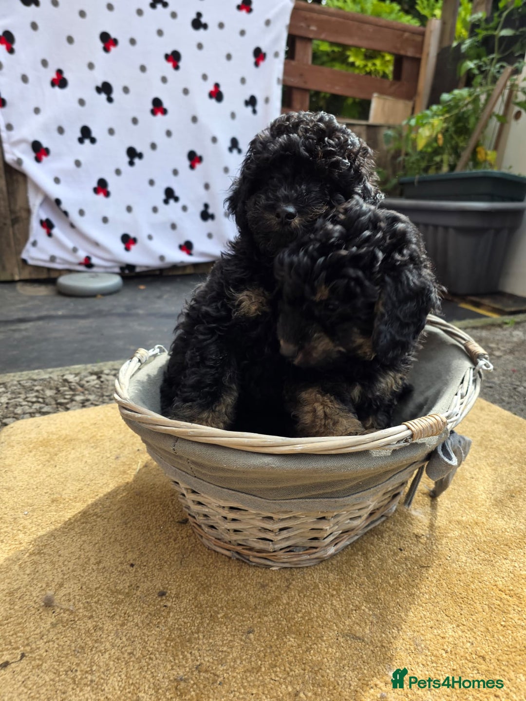 Cavapoo dogs for sale: Cavapoo puppies NEED HOME  - Image 11