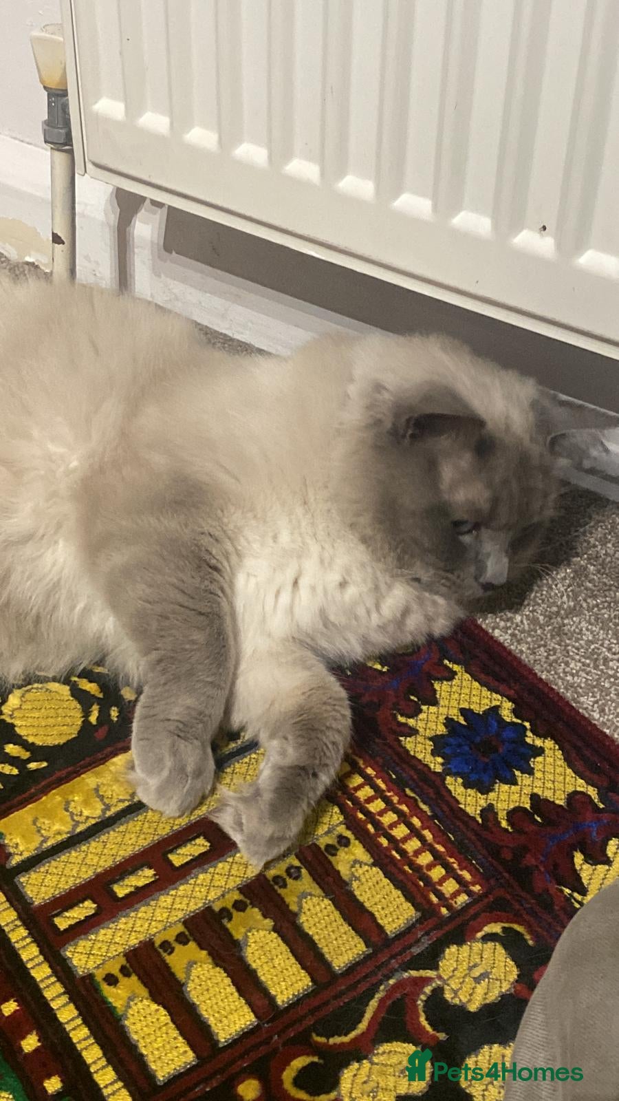 Ragdoll cats Ragdoll for sale  - Advert 2