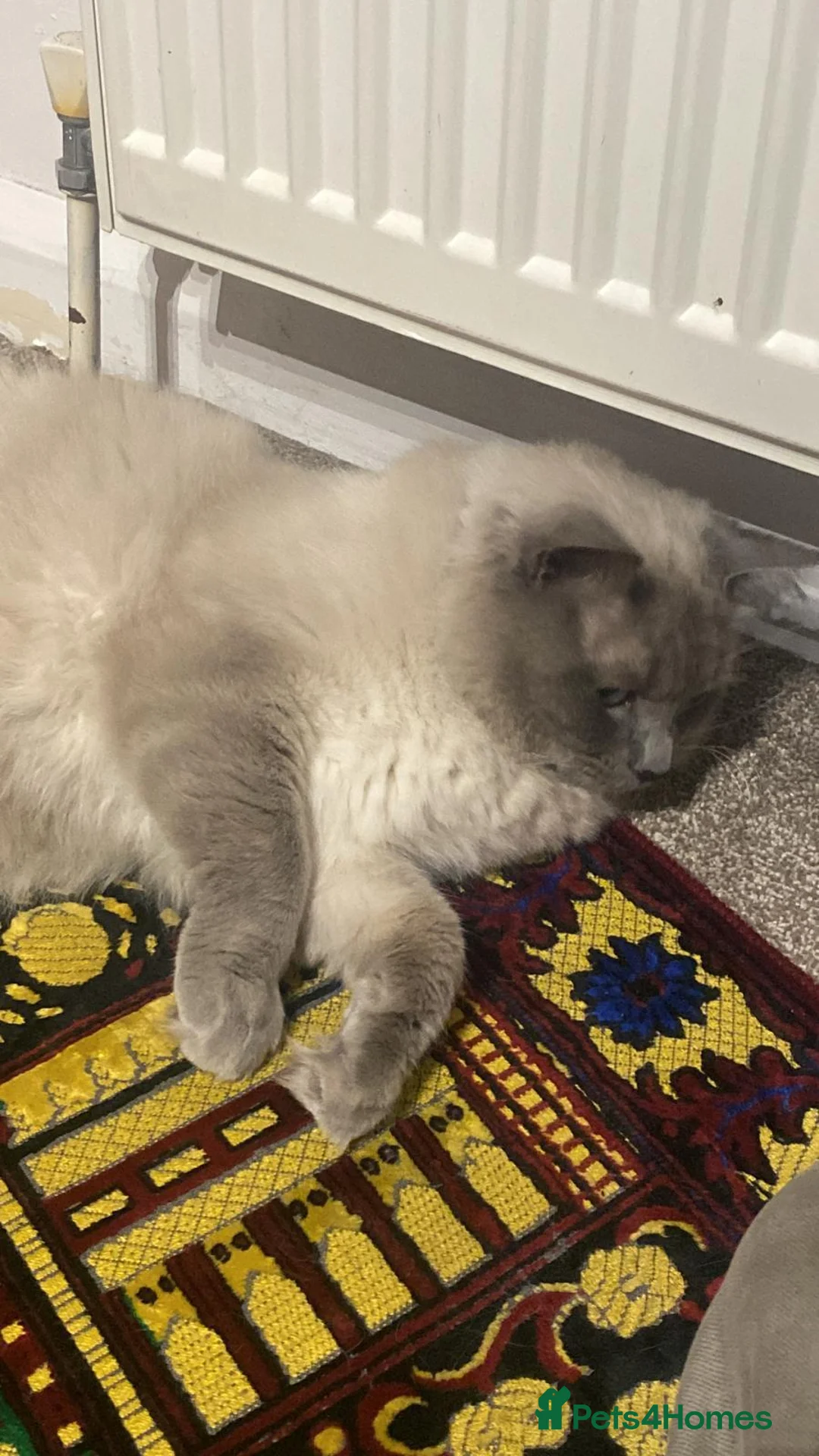Ragdoll cats for sale: Ragdoll for sale  - Advert 1