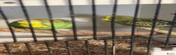 Budgerigars birds for sale: Budgies mixed - Advert 6
