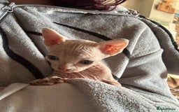 Sphynx cats for sale: Boy and girl syphnx  - Image 10