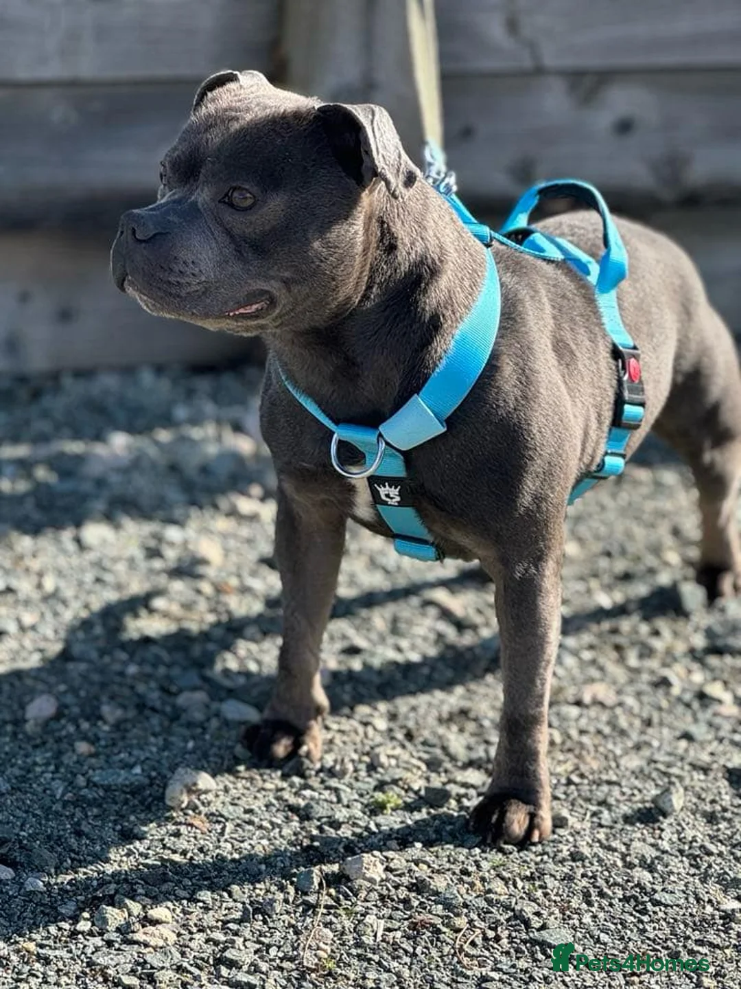 Staffordshire Bull Terrier dogs for stud: EXCEPTIONAL STUD. (litter brother to boss)  in Crewe - Advert 7