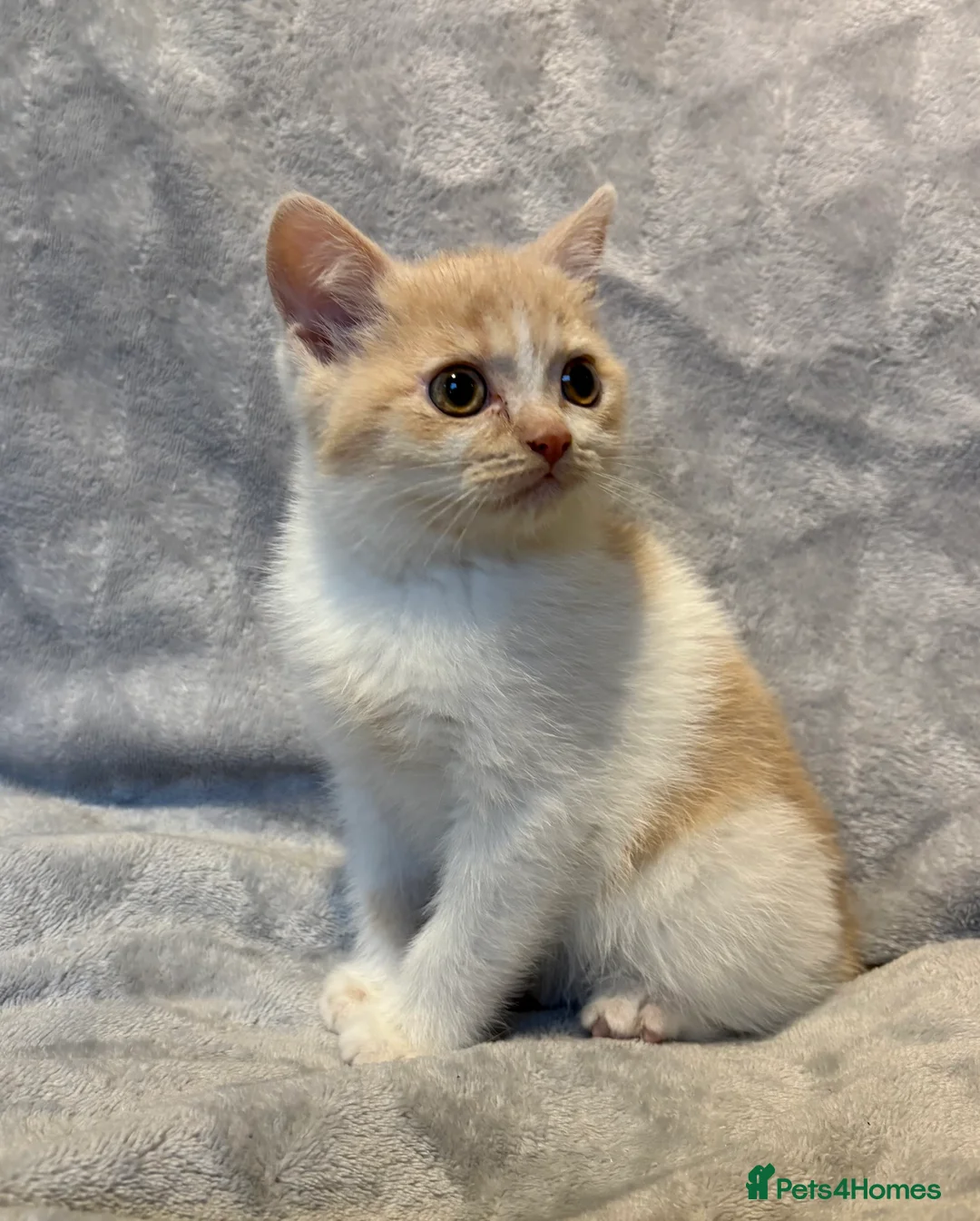 British Shorthair cats for sale: 4 boy BSH kittens ready to leave! - Advert 10