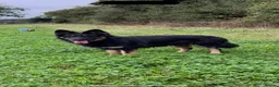 German Shepherd dogs for stud: STUD KC registered Black and Tan German shepherd  in Nottingham - Advert 3