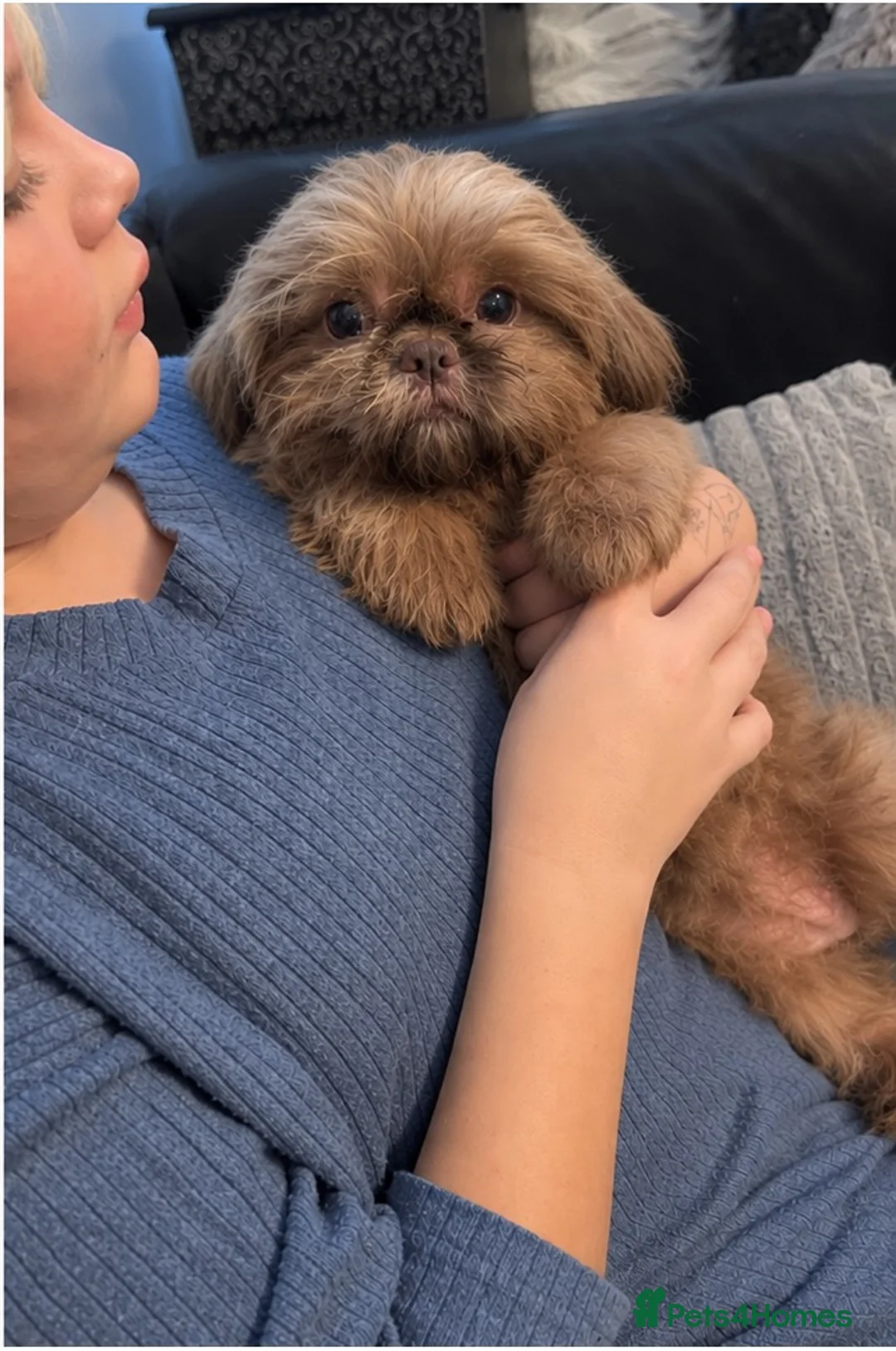 Shih Tzu dogs for sale: Beautiful miniature Shih tzu for sale  - Advert 4