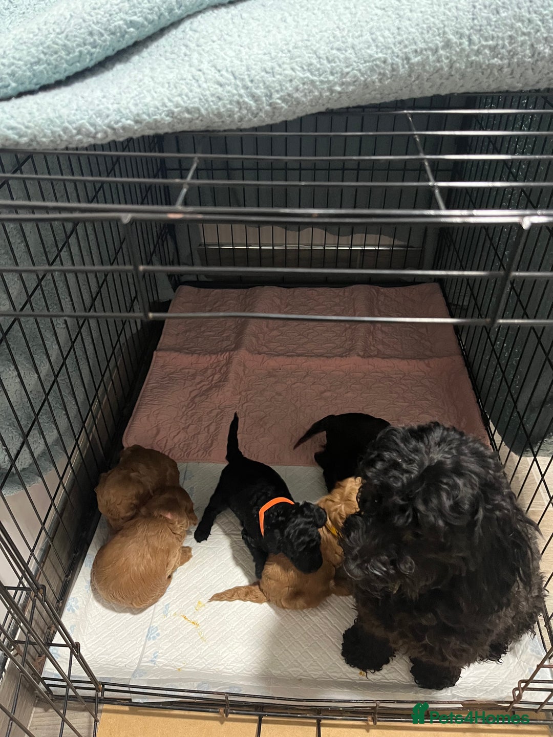 Cockapoo dogs for sale: Gorgeous toy cockapoo puppies  - Advert 7