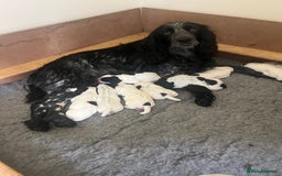 Cocker Spaniel dogs for sale: Stunning KC health tested Cocker pups  - Image 19