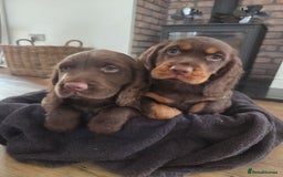 Cocker Spaniel dogs for sale: 🤎 beautiful KC working cocker spaniels🤎 - Advert 1