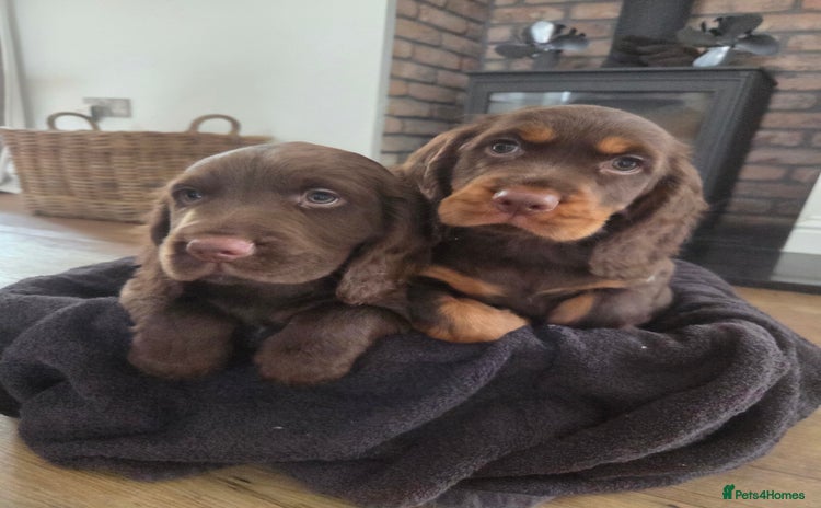 Cocker Spaniel dogs 🤎 beautiful KC working cocker spaniels🤎 - Advert 5