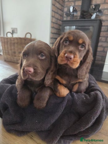 Cocker Spaniel dogs 🤎 beautiful KC working cocker spaniels🤎 - Advert 3