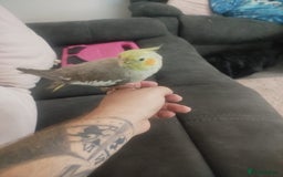 Cockatiels birds for sale: Tipi the cockatiel  - Image 2