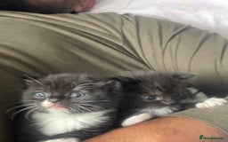 Mixed Breed cats for sale: Cutest Scottish Fold and BSH kittens  - Image 7