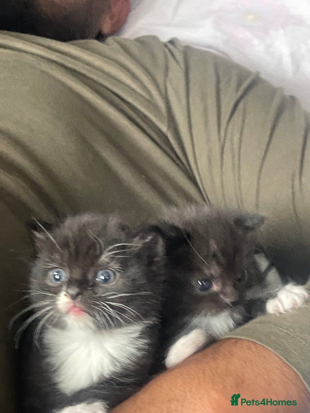 Mixed Breed cats for sale: Cutest Scottish Fold and BSH kittens  - Image 7