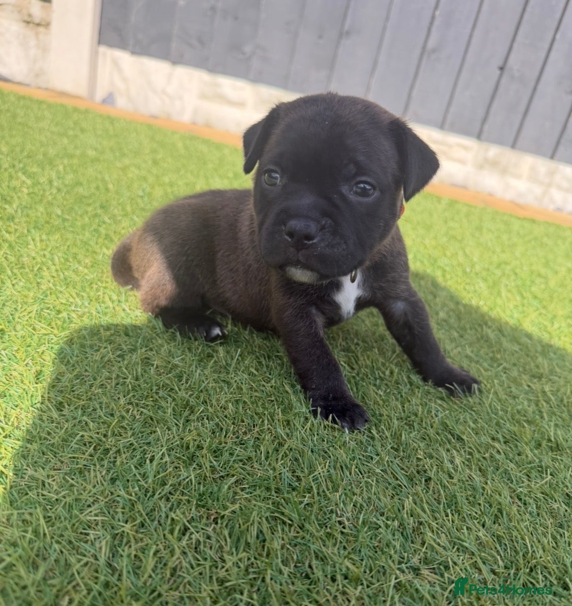 Staffordshire Bull Terrier dogs KC Registered Red/Brindle Staffy Puppies - Advert 1