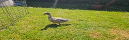 Ducks poultry for sale: Call duckling for sale  - Advert 1
