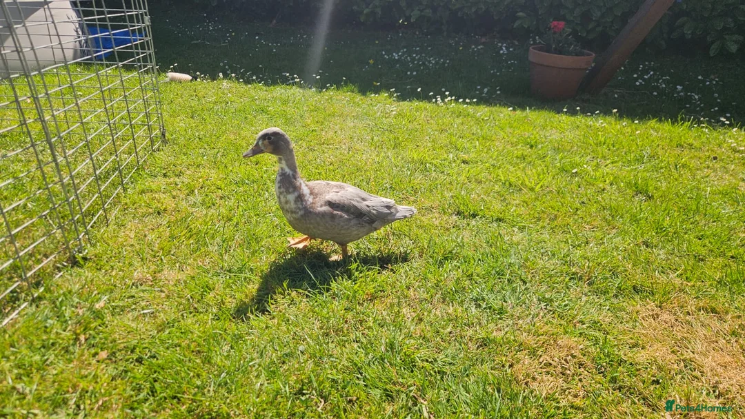 Ducks poultry for sale: Call duckling for sale  - Advert 1