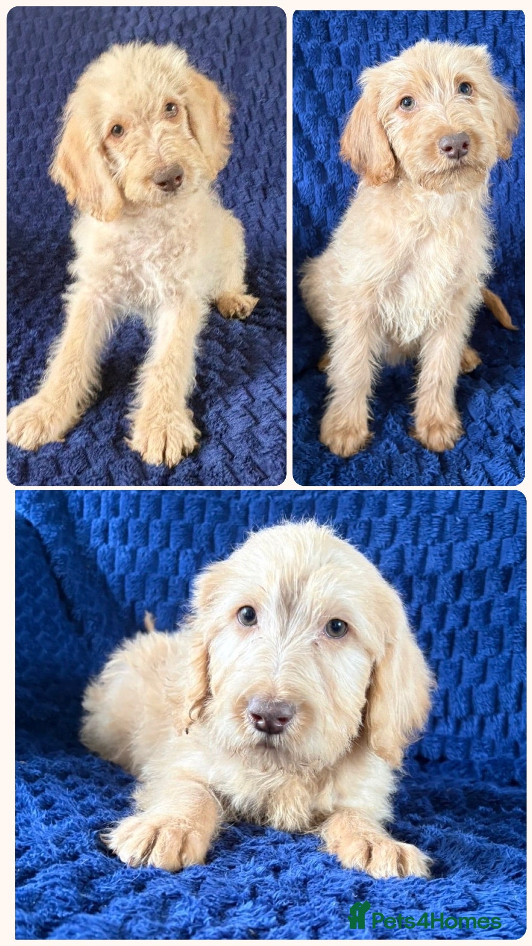 Labradoodle dogs Ready Now! Beautiful F1b Labradoodles  - Advert 1