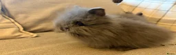 Lionhead rabbits for sale: Double mane lion lead bunny’s for sale  - Advert 14