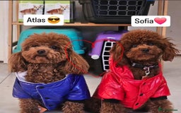 Toy Poodle dogs for sale: Asian toy poodle boy  - Image 2