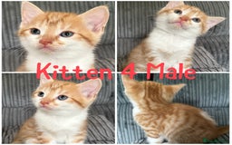 Mixed Breed cats for sale: 5 happy healthy kittens  - Image 4