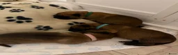 Belgian Shepherd Dog dogs for sale: Belgian Malinois Puppies  in Billingham - Advert 6
