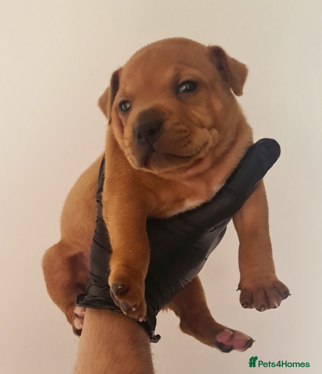 Staffordshire Bull Terrier dogs Red staffy puppys  - Advert 3