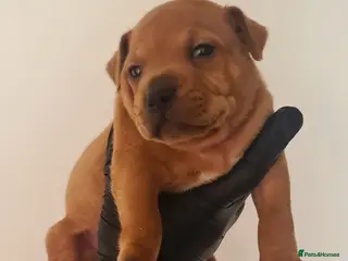 Staffordshire Bull Terrier dogs Red staffy puppys - Advert 3