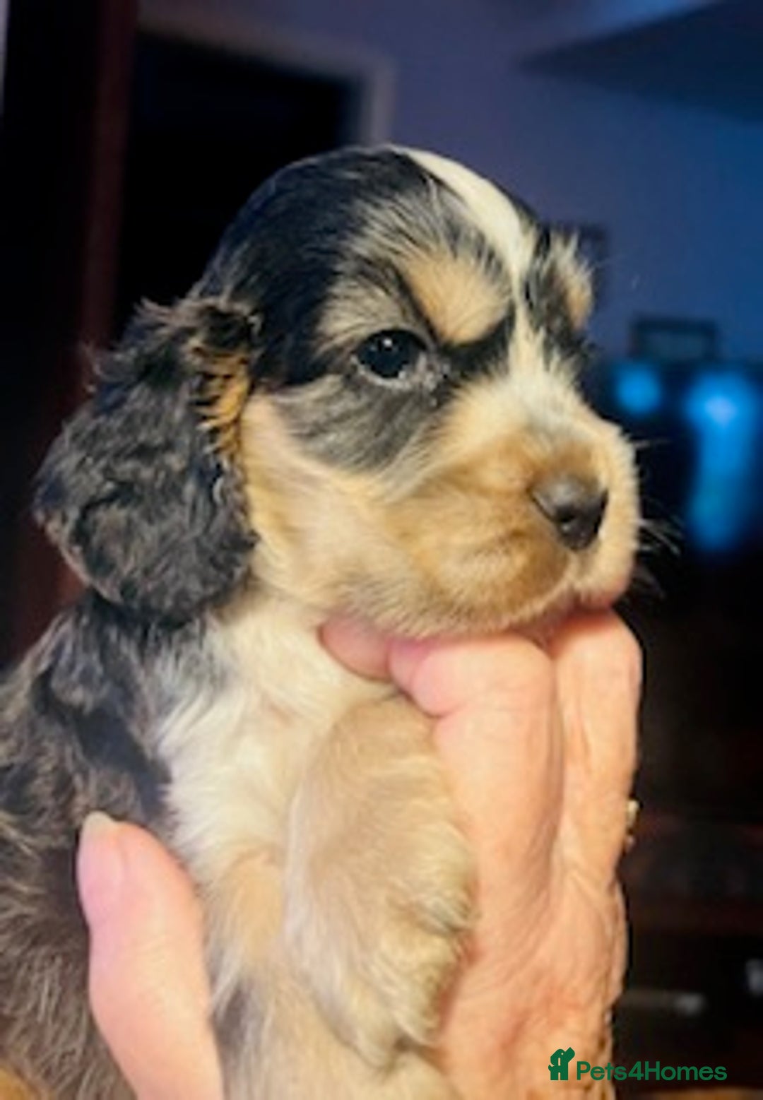 Cocker Spaniel dogs for sale: lyncham cocker spaniels - Image 1