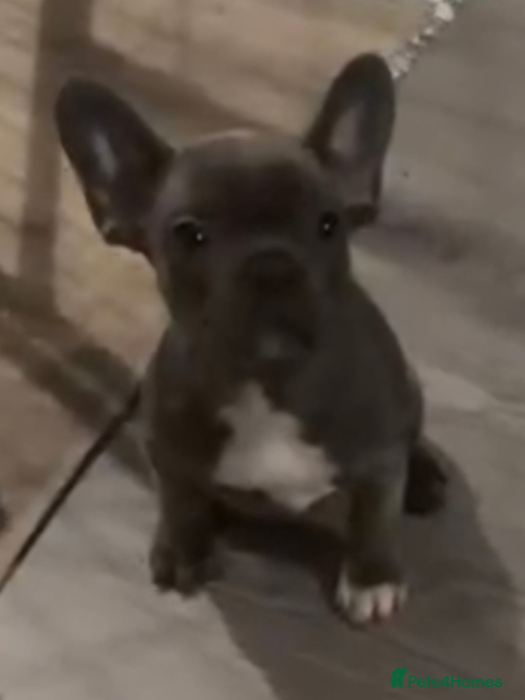 French Bulldog dogs for sale: Last 4 French bulldogs reduced  - Advert 12