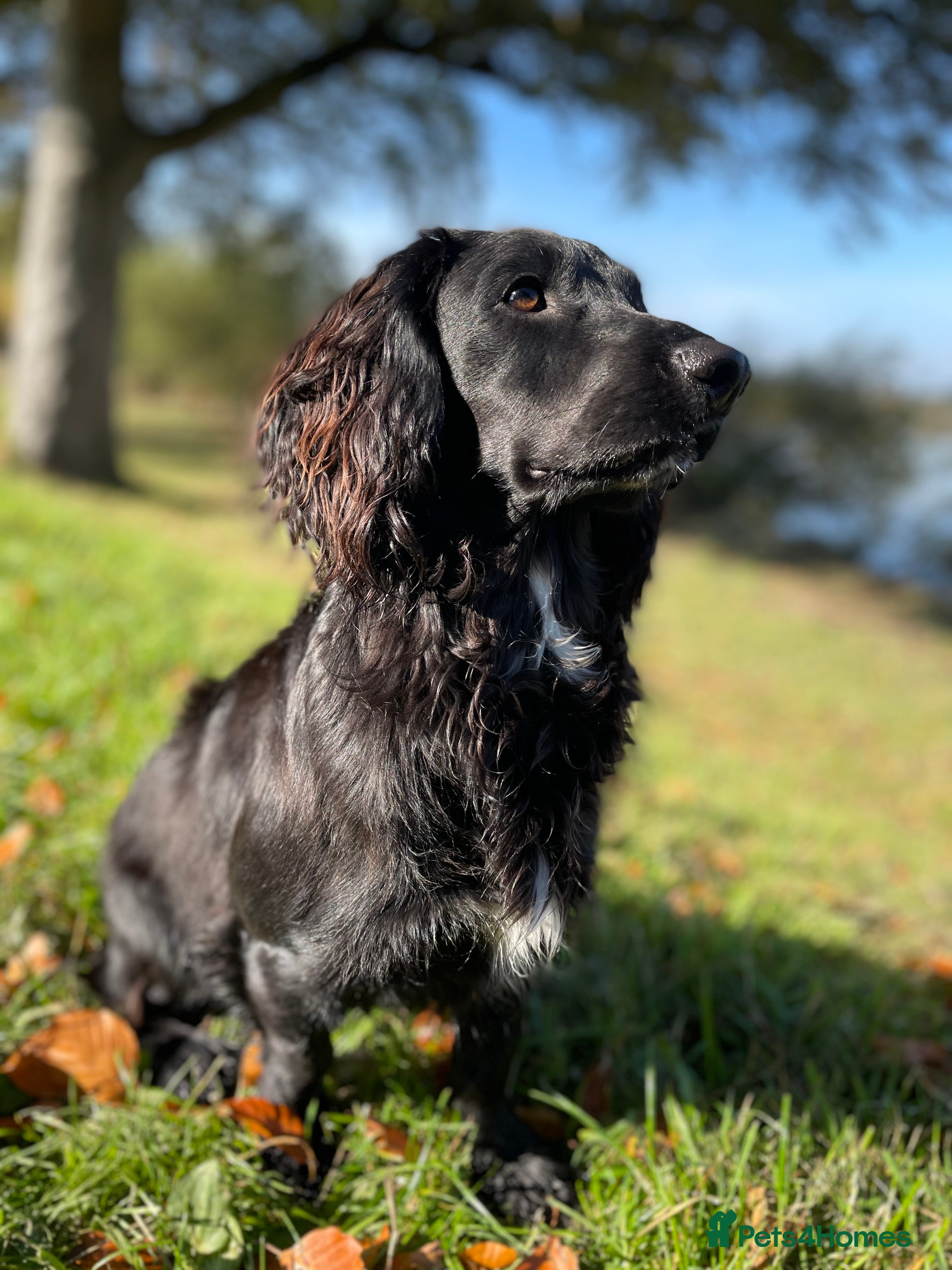 Cocker Spaniel dogs 1 Year Old Working Cocker Spaniel - Advert 1