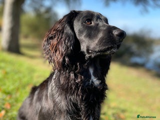 Cocker Spaniel dogs 1 Year Old Working Cocker Spaniel - Advert 1