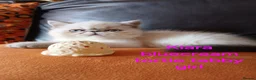 Exotic cats for sale: EXQUISITE GCCF PERSIAN EXOTIC BABIES - Advert 9