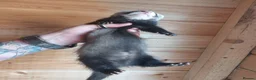 Ferret rodents for sale: Rescue Kits for sale - Advert 11
