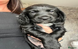 Cocker Spaniel dogs for sale: Beautiful Cocker puppies - Image 11
