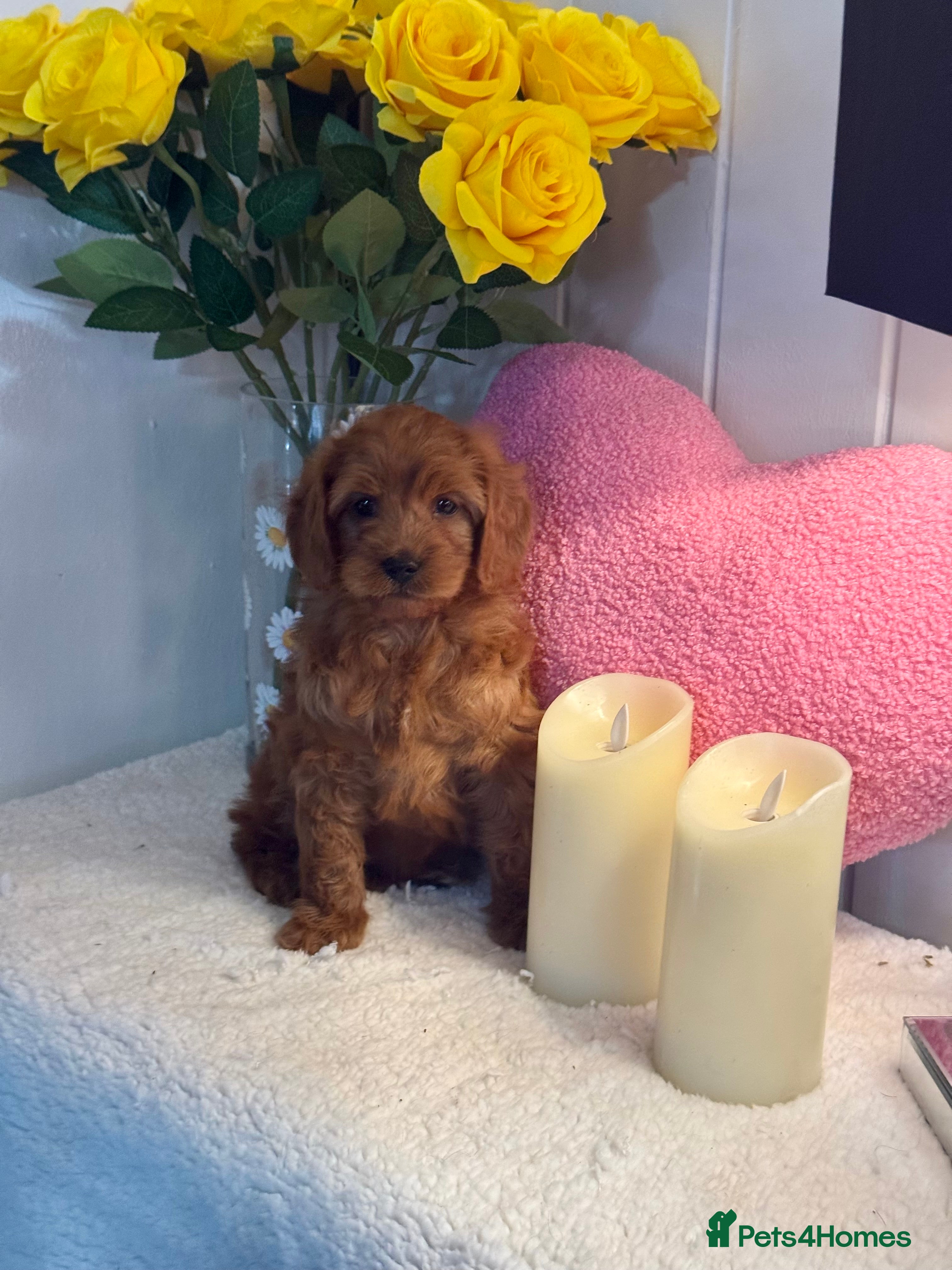 Cavapoo dogs 1 boy left gorgeous Cavapoo puppies dna clear - Advert 3