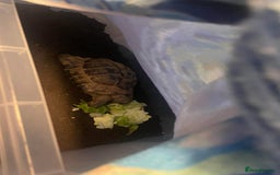 Tortoise reptiles for sale: Tortoise for sale  - Image 2