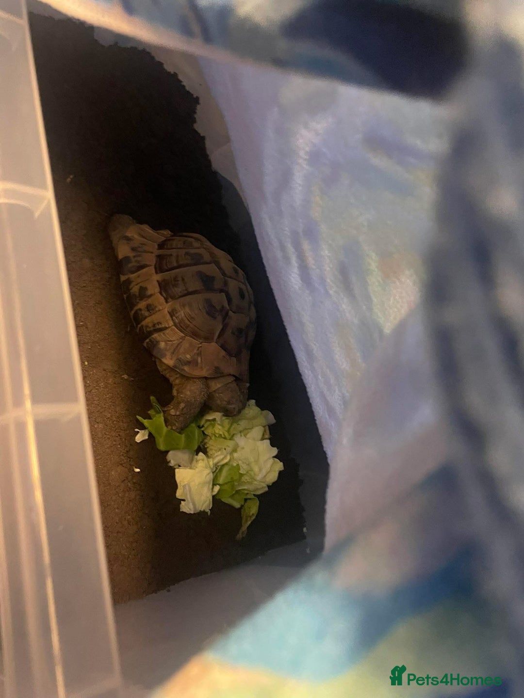 Tortoise reptiles for sale: Tortoise for sale  - Image 2