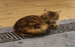 Mixed Breed cats for sale: Dusty and Misty are Affectionate and loving Duo - Image 8