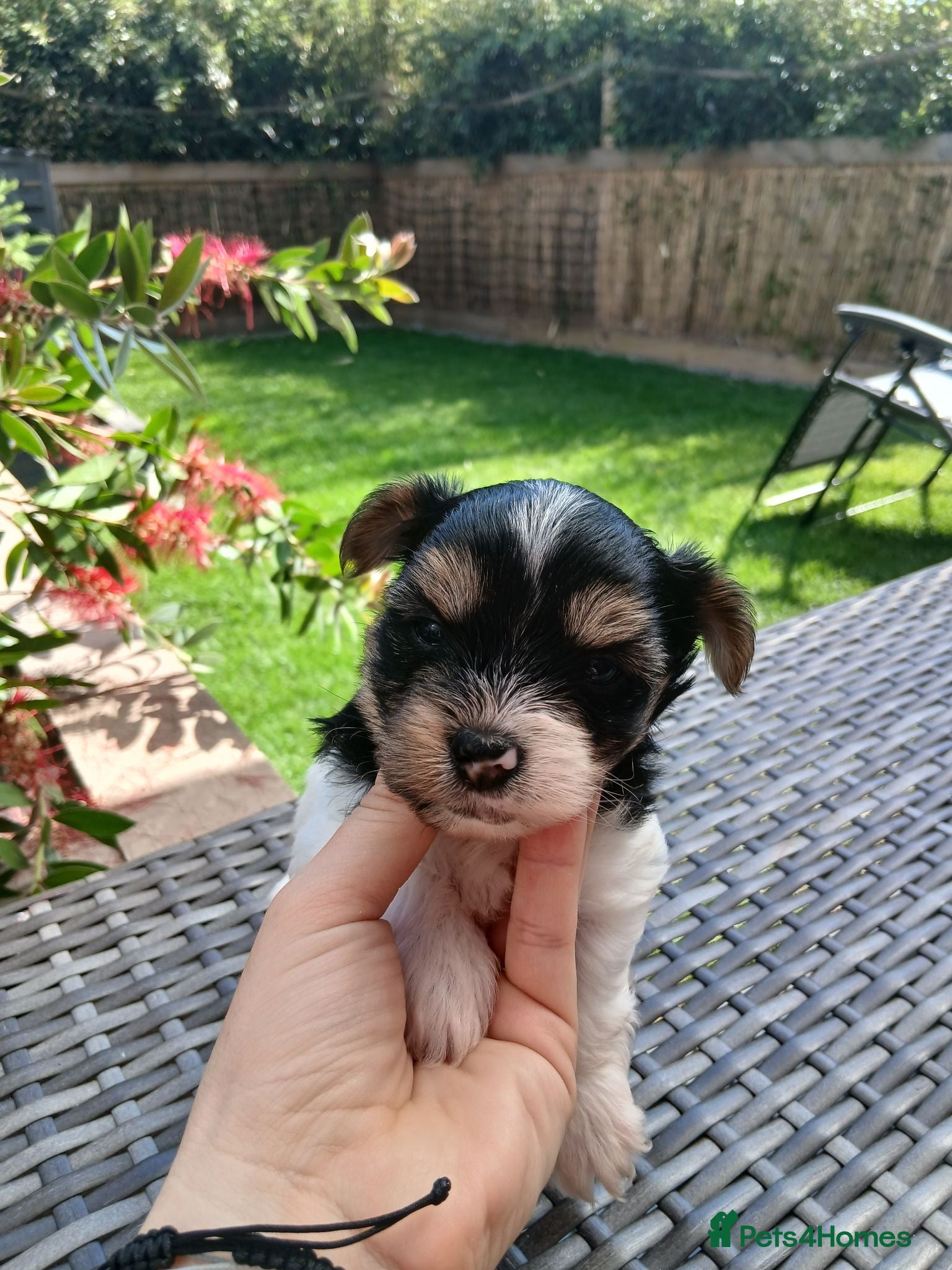 Biewer Terrier dogs Mini Purebred Biwer Yorkshire Terrier Puppies - Advert 2