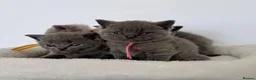 British Shorthair cats for sale: pure british shorthair kittens  - Advert 31