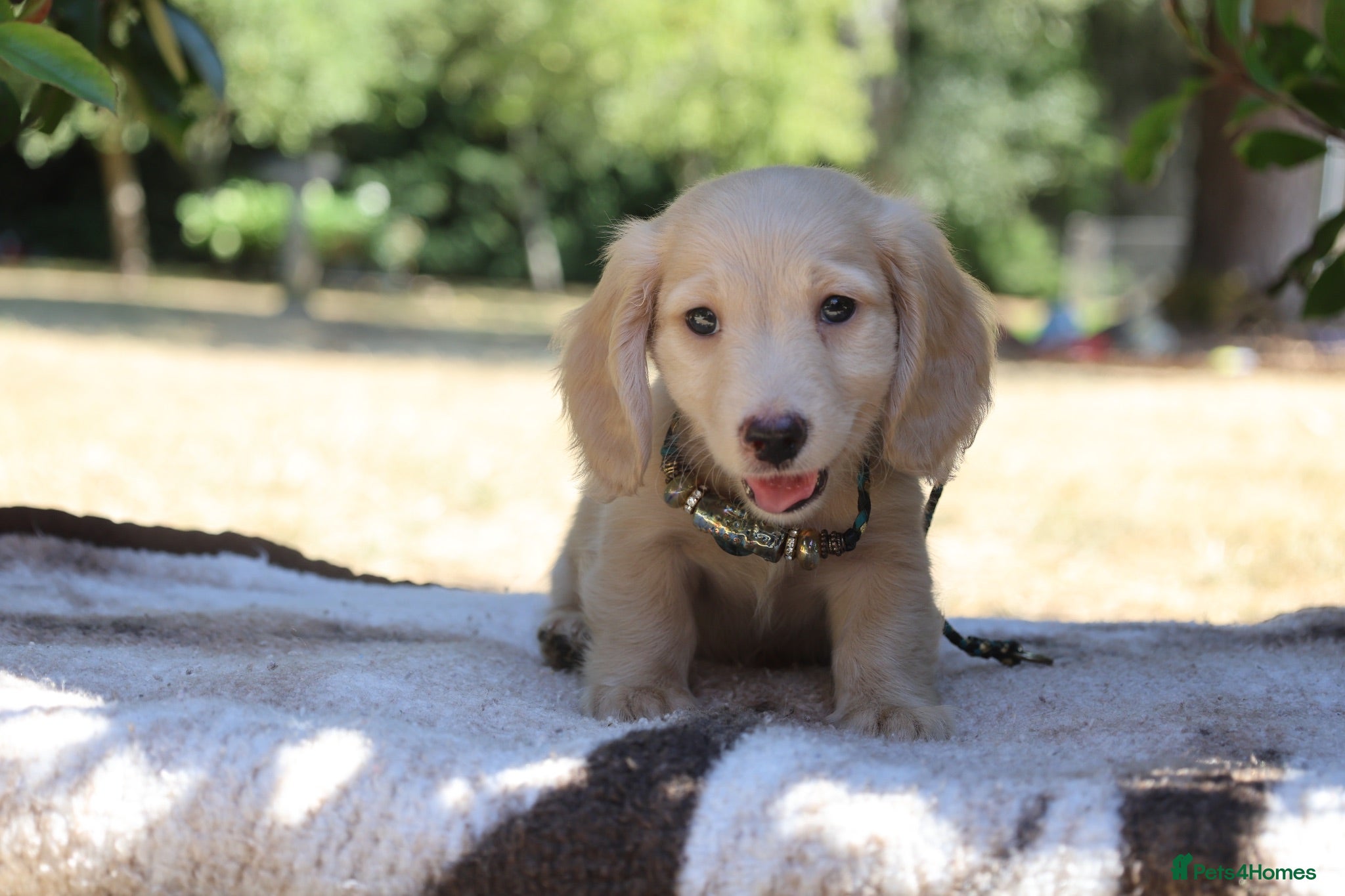 Miniature Dachshund dogs EXCEPTIONAL KC CREAM & BLACK/CREAM PUPPIES  - Advert 5