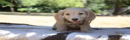 Miniature Dachshund dogs for sale: EXCEPTIONAL KC CREAM & BLACK/CREAM PUPPIES  - Advert 3