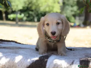 Miniature Dachshund dogs EXCEPTIONAL KC CREAM & BLACK/CREAM PUPPIES - Advert 5