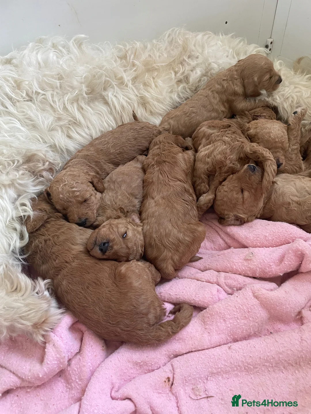 Mini Goldendoodle dogs for sale: Goldendoodle puppies  in Doncaster - Advert 18