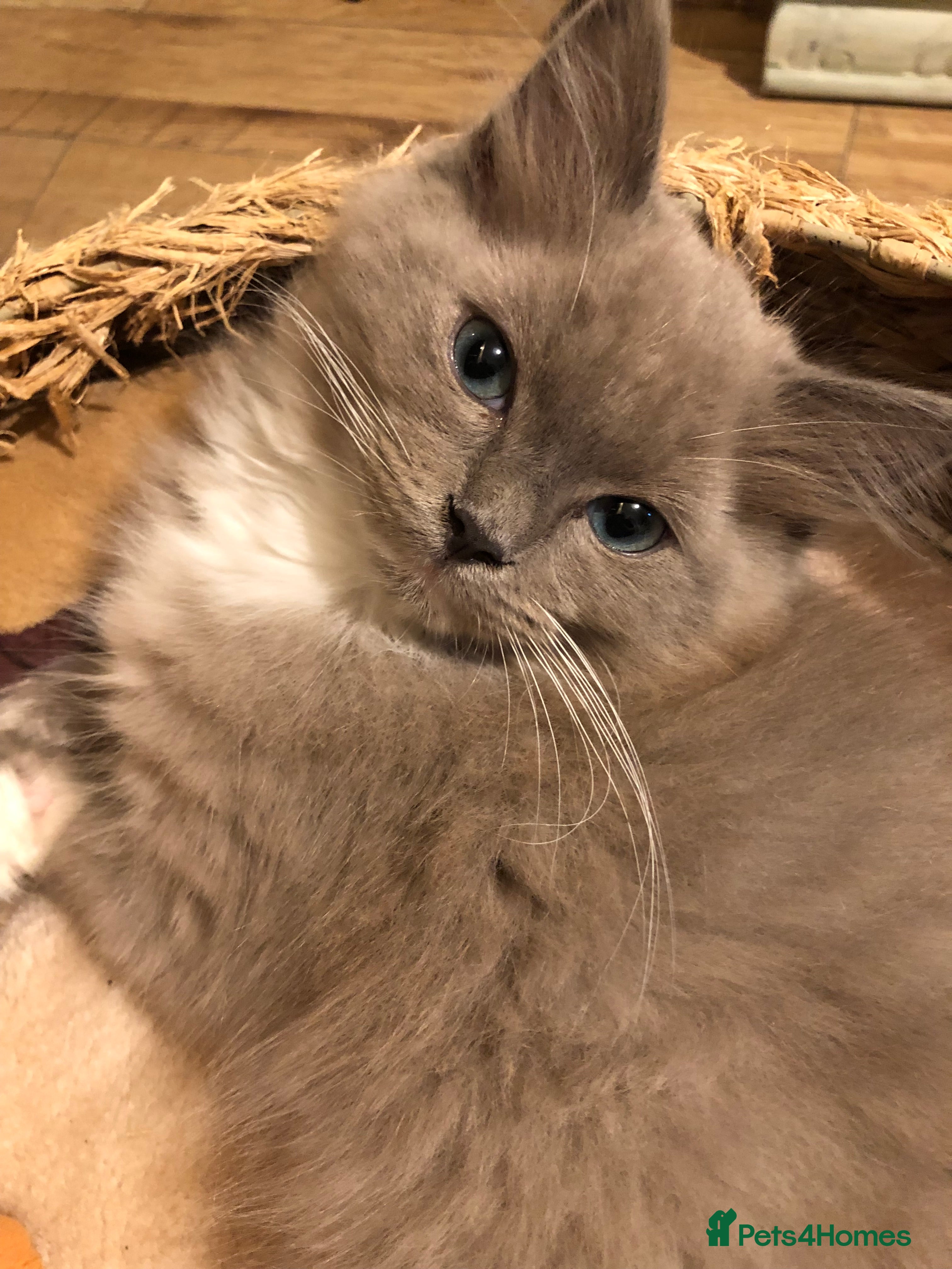 Ragdoll cats REDUCED Tica Cherubim Ragdoll siblings. Male.  - Advert 4