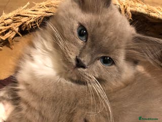 Ragdoll cats REDUCED Tica Cherubim Ragdoll siblings. Male. - Advert 14