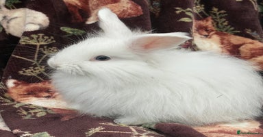Mini Lop rabbits - Advert 15