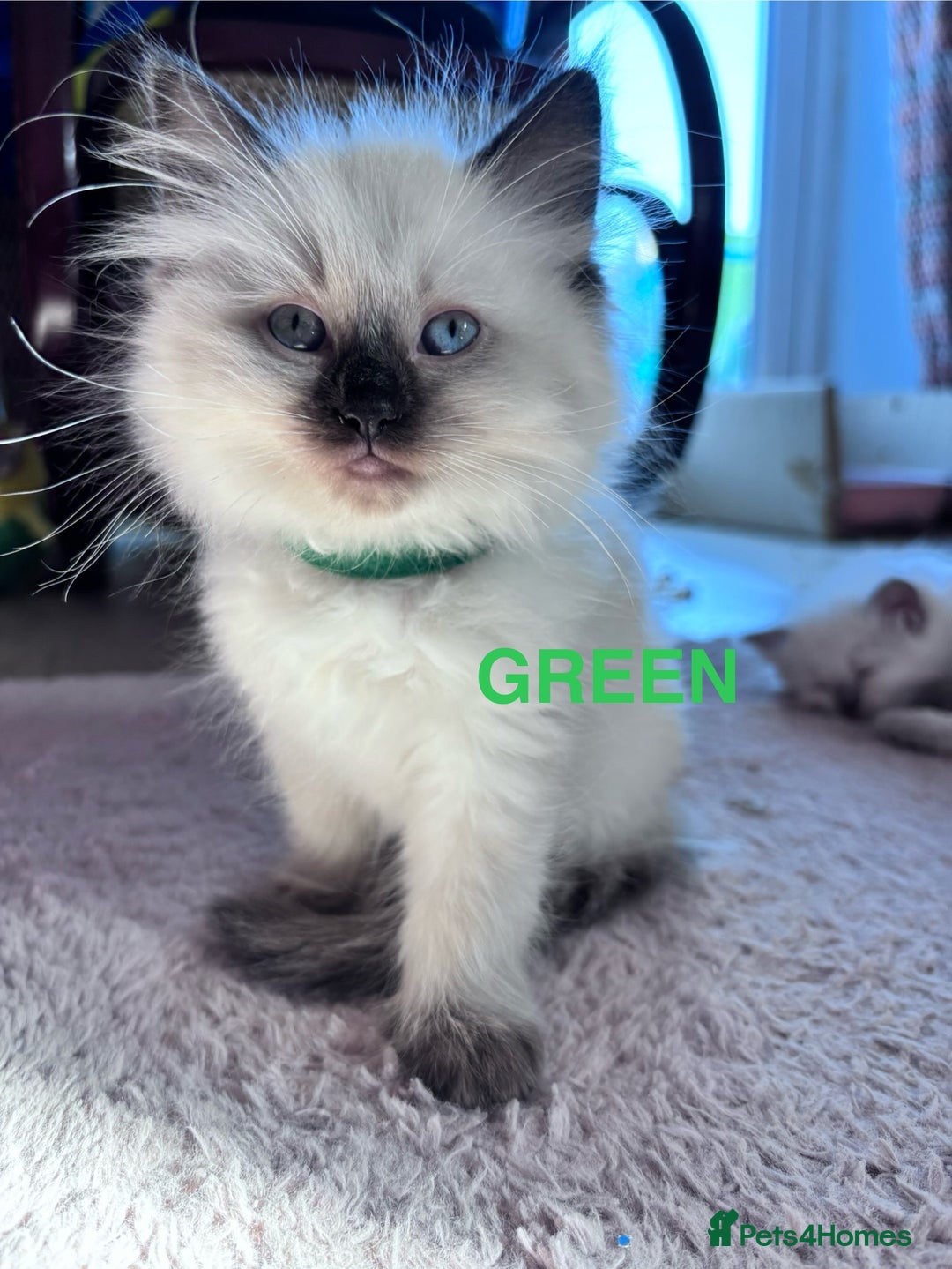 Ragdoll cats for sale: 5 Stunning Ragdoll Kittens  - Image 12