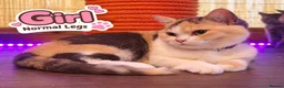 Munchkin cats for sale: Munchkin kittens - Advert 6