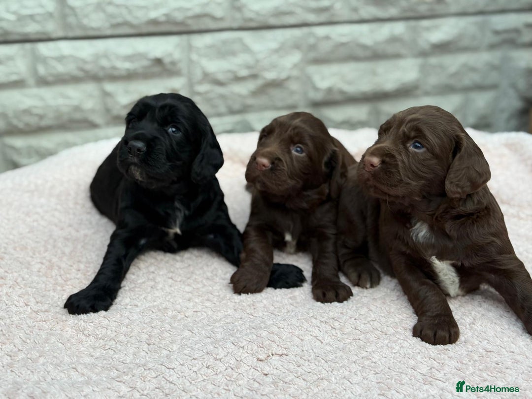 Sprocker dogs for sale: Adorable Sprocker Pups.. - Image 4
